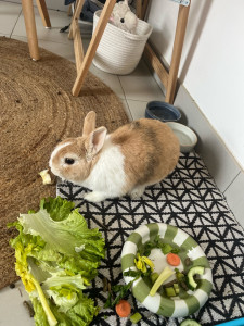 Photo de galerie - Garde animaux