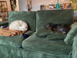 Photo de galerie - Garde animaux