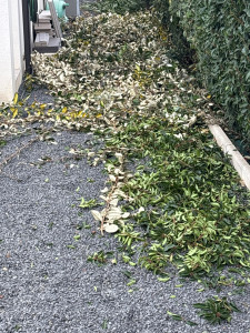 Photo de galerie - évacuation des déchets verts 