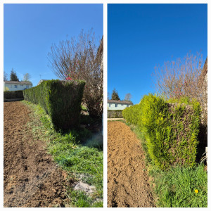 Photo de galerie - Taille de haies et d'arbustes