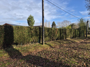 Photo de galerie - Taille de haie 