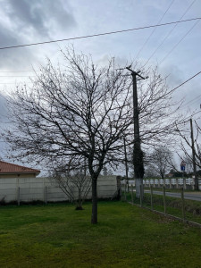 Photo de galerie - Taille d’un chêne 7 mètre 