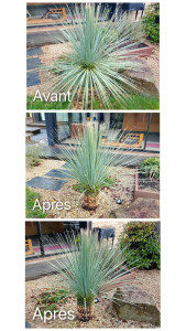 Photo de galerie - Mise à nu du tronc 