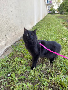 Photo de galerie - Promenade d’un chat 