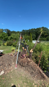 Photo de galerie - Coupe de l’arbre et arrachage de souche 