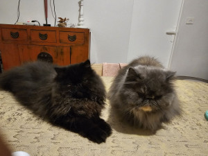 Photo de galerie - Possédant des chats ,je peux vousb garder vos chats a votre domicile