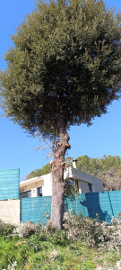 Photo de galerie - Elagage et coupe d'arbres