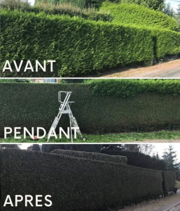 Photo de galerie - Taille de haies et d'arbustes