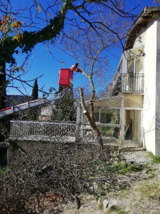 Photo de galerie - Abattage d'un mûrier de Chine qui touché la véranda 