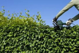 Photo de galerie - Jardinage : taillage de haies