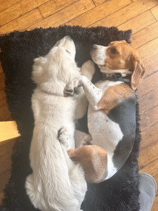 Photo de galerie - Photo de mon chien et un petit toutou que j’ai gardé 