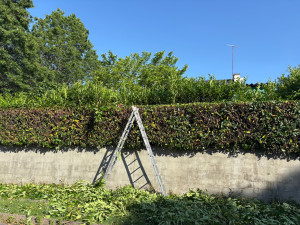 Photo de galerie - Taille et rabattage de haie, toute longueur 