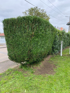 Photo de galerie - Taillage sapin 