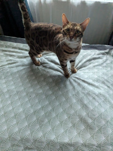 Photo de galerie - Garde chat