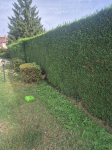 Photo de galerie - Taille des haies