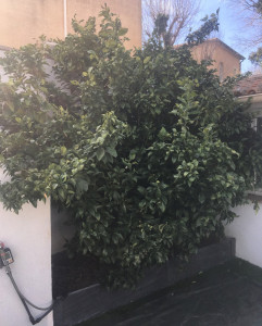 Photo de galerie - Oranger (avant taille)