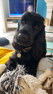 Photo de galerie - Garde chien