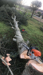 Photo de galerie - Abattage d’un arbre plus évacuation 
