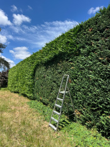 Photo de galerie - Une haie de environ 12 m de longueur et 3m de haut et de largeur 1’50m une taille douce 