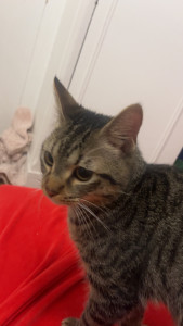 Photo de galerie - Garde de chat pendant une semaine