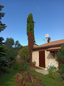 Photo de galerie - Elagage et coupe d'arbres