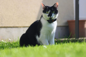 Photo de galerie - Ully, la première de la maison, adoptée dans une association