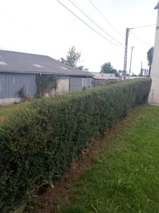 Photo de galerie - Taille de haie.