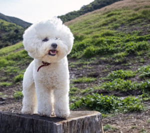 Photo de galerie - Promenade chien