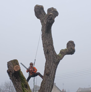 Photo de galerie - Abattage d'un saule pleureur avec la Husqvarna 592 XP 