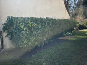 Photo de galerie - Taille de haie aucuba japonica