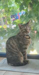 Photo de galerie - Marcus, pensionnaire à la maison du 14/07 au 13/08/26.