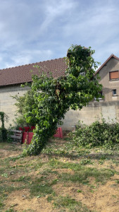 Photo de galerie - Elagage et coupe d'arbres