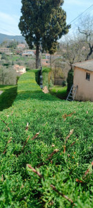 Photo de galerie - Taille de haie