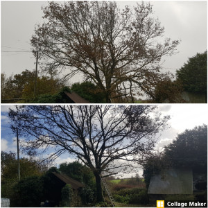 Photo de galerie - élagage des branches coupé pendant une tempête.