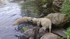 Photo de galerie - Garde chien