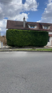 Photo de galerie - Taille de haie