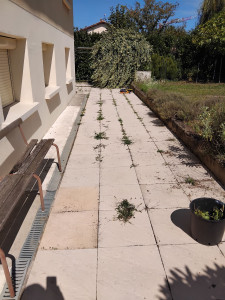 Photo de galerie - Tonte de pelouse - Débroussaillage