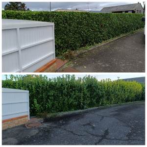 Photo de galerie - Taille Palm