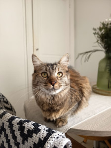 Photo de galerie - Je garde vos petits animaux 