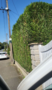 Photo de galerie - Taille de haies et d'arbustes