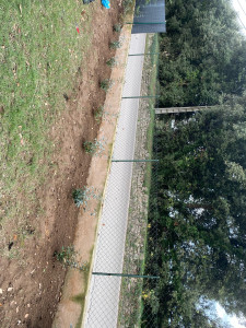 Photo de galerie - Plantation d’une haie d’ éléagnus