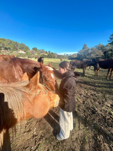 Photo de galerie - Séance d’ostéopathie équine 