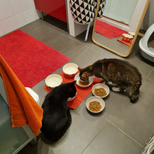 Photo de galerie - Nourriture des petits protégés