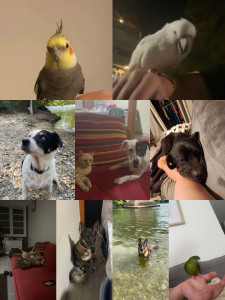 Photo de galerie - Présentation de tout les animaux que j’ai pu garder ces derniers mois ;)