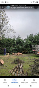 Photo de galerie - Abattage d'un sapin 