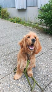 Photo de galerie - Découverte de la ville pour un chiot