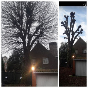 Photo de galerie - Elagage et coupe d'arbres