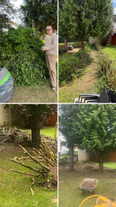 Photo de galerie - Coupage des troènes ,déracinés des souches et évacuation.