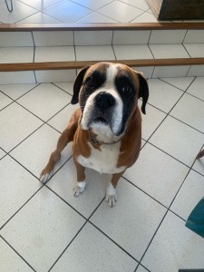 Photo de galerie - Garde chien