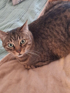 Photo de galerie - Je peux m'occuper des chats chez vous lorsque vous êtes en vacances. 15 € la journée à discuter.